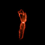 boomerang_nebura-2017-alma